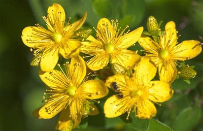 INFUSED ORGANIC BOTANICALS