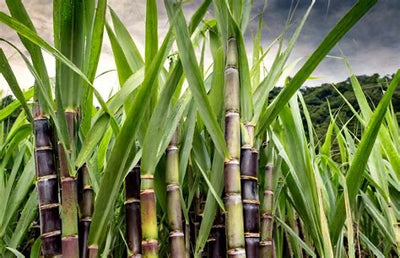 Organic Cane Sugar