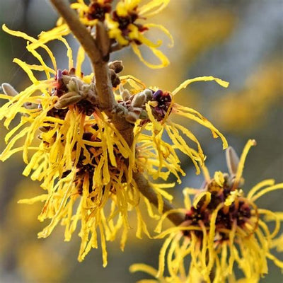 organic witch hazel