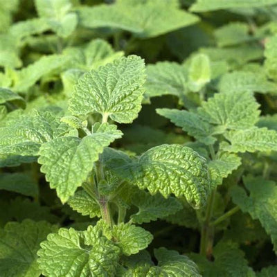 INFUSED ORGANIC BOTANICALS